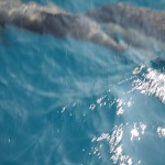 Dolphins!