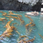 Kelp and Rocks