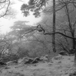 Snowy Trees - Cold