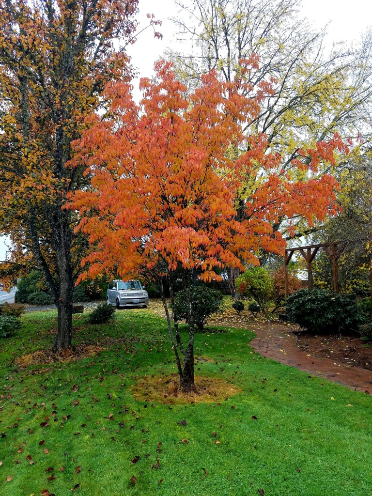 Fall Colors
