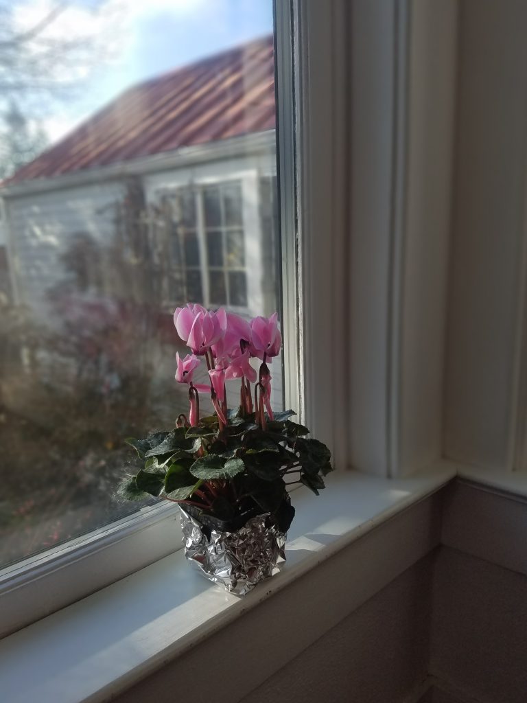 Cyclamens in the Window