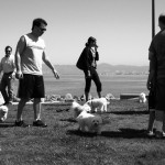Yet More Small White Dogs