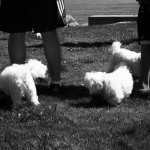 More Small White Dogs