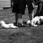 Small White Dogs