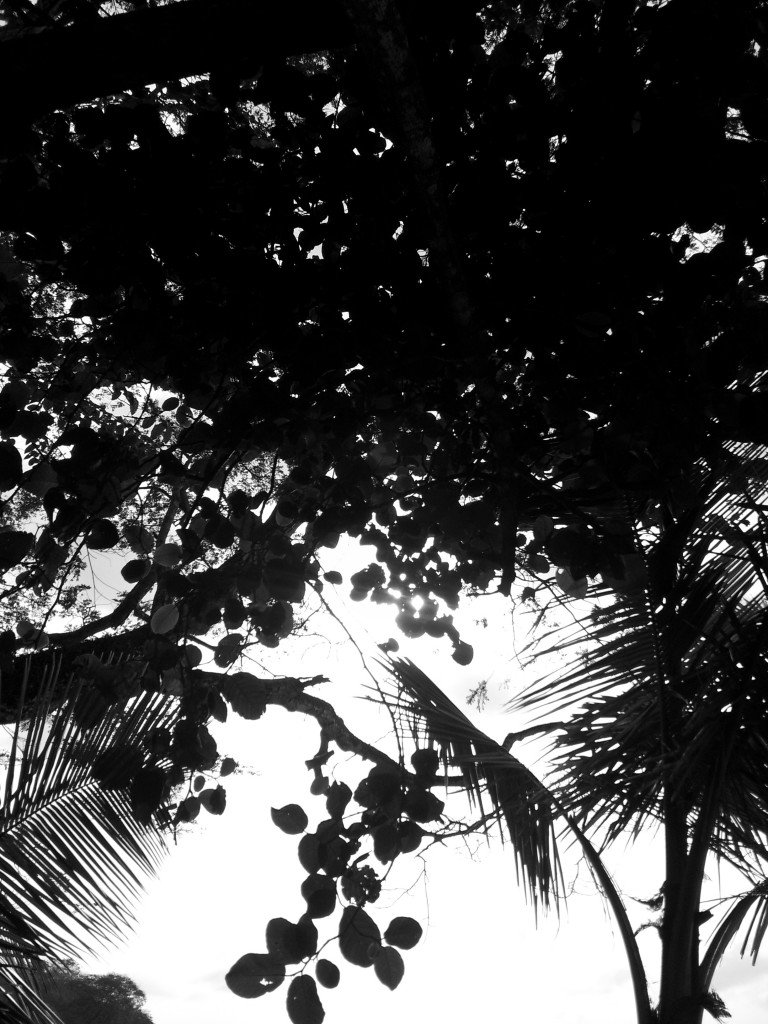 Trees at the Beach