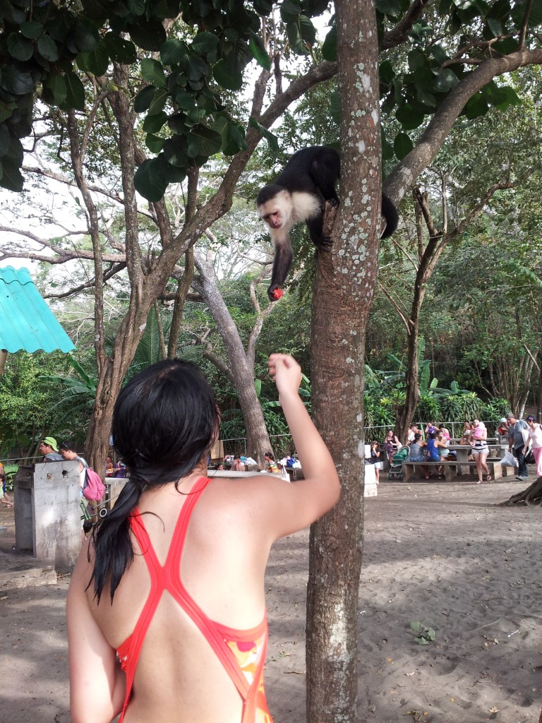 Wild Monkeys
