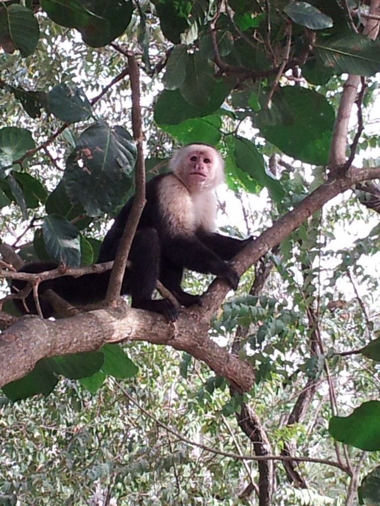 Squirrel Monkey At The Beach, Costa Rica