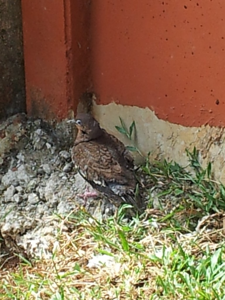 Fried Pidgeon