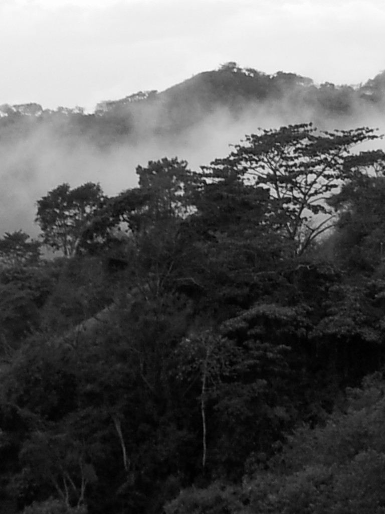 Cloud Forest