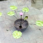 Lotus - Kowloon Park