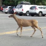 Deer in the Parking Lot