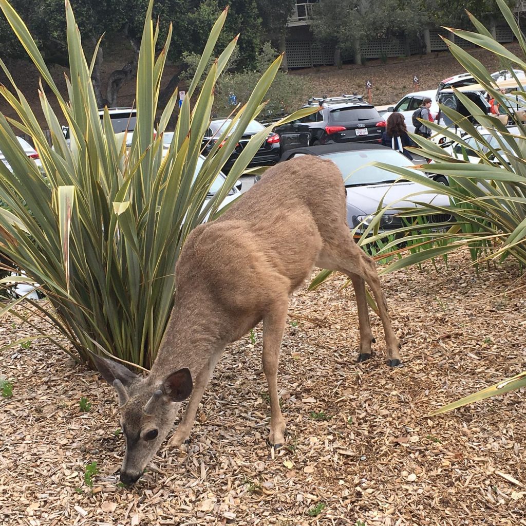 Wild deer