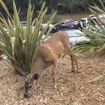 Wild deer
