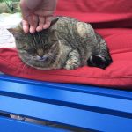 The cat