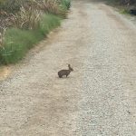 Wild bunny