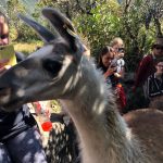 Llamas on Display