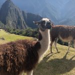 Llamas