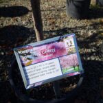 Kwanzan Cherry Tree