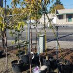 At the tree nursery