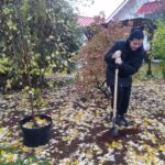 Digging a hole for her tree