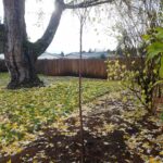 Growing Free