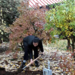 Tree Planting