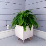 Boston Fern